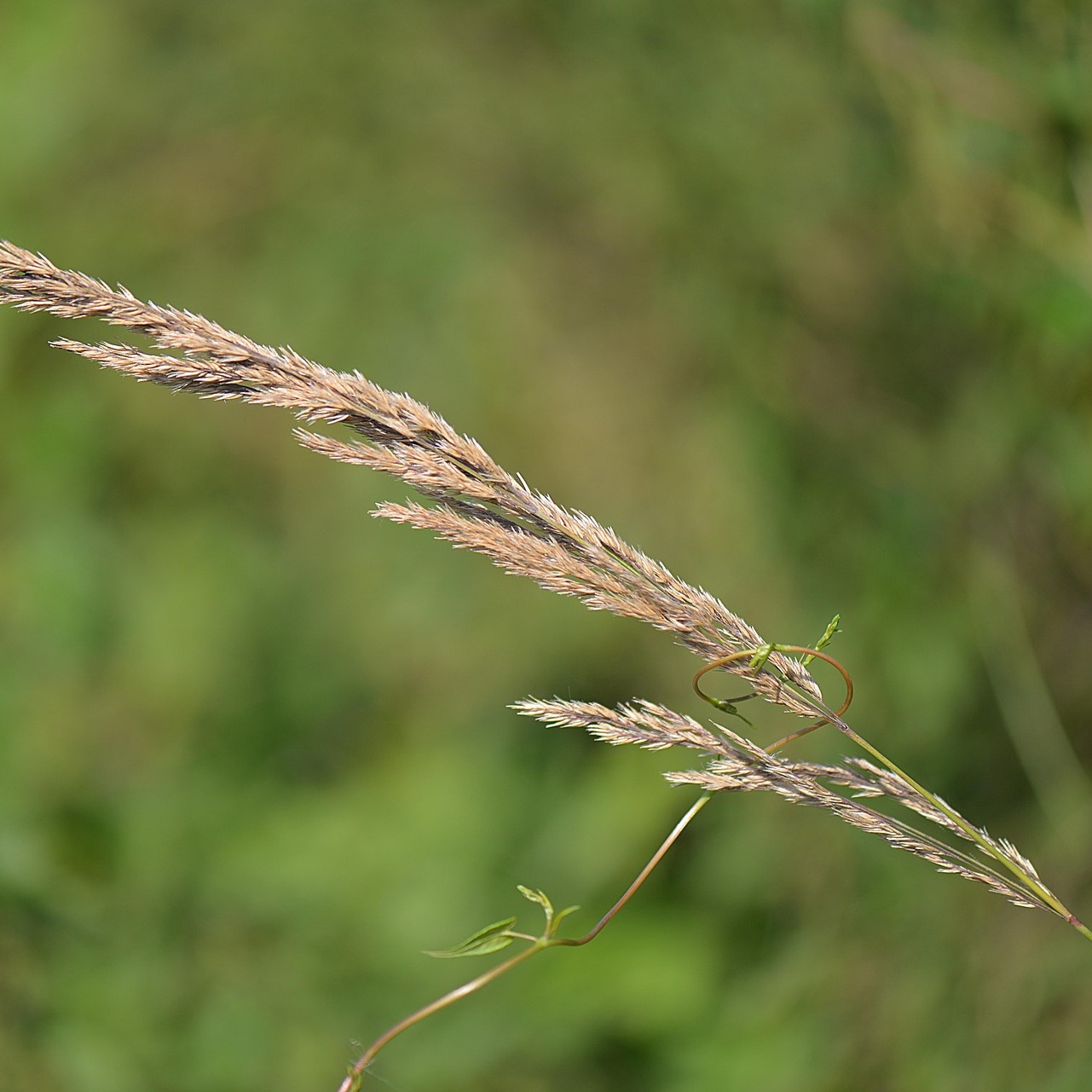 Moor Reitgras Karl Foerster - Calamagrostis x acutiflora