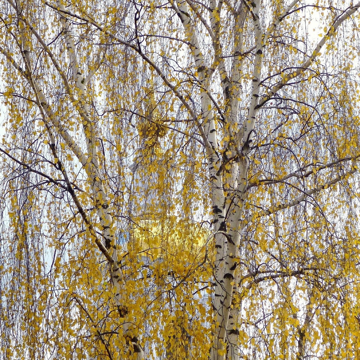 Hängebirke Trauerbirke - Betula pendula Youngii 5 Liter Topfballen