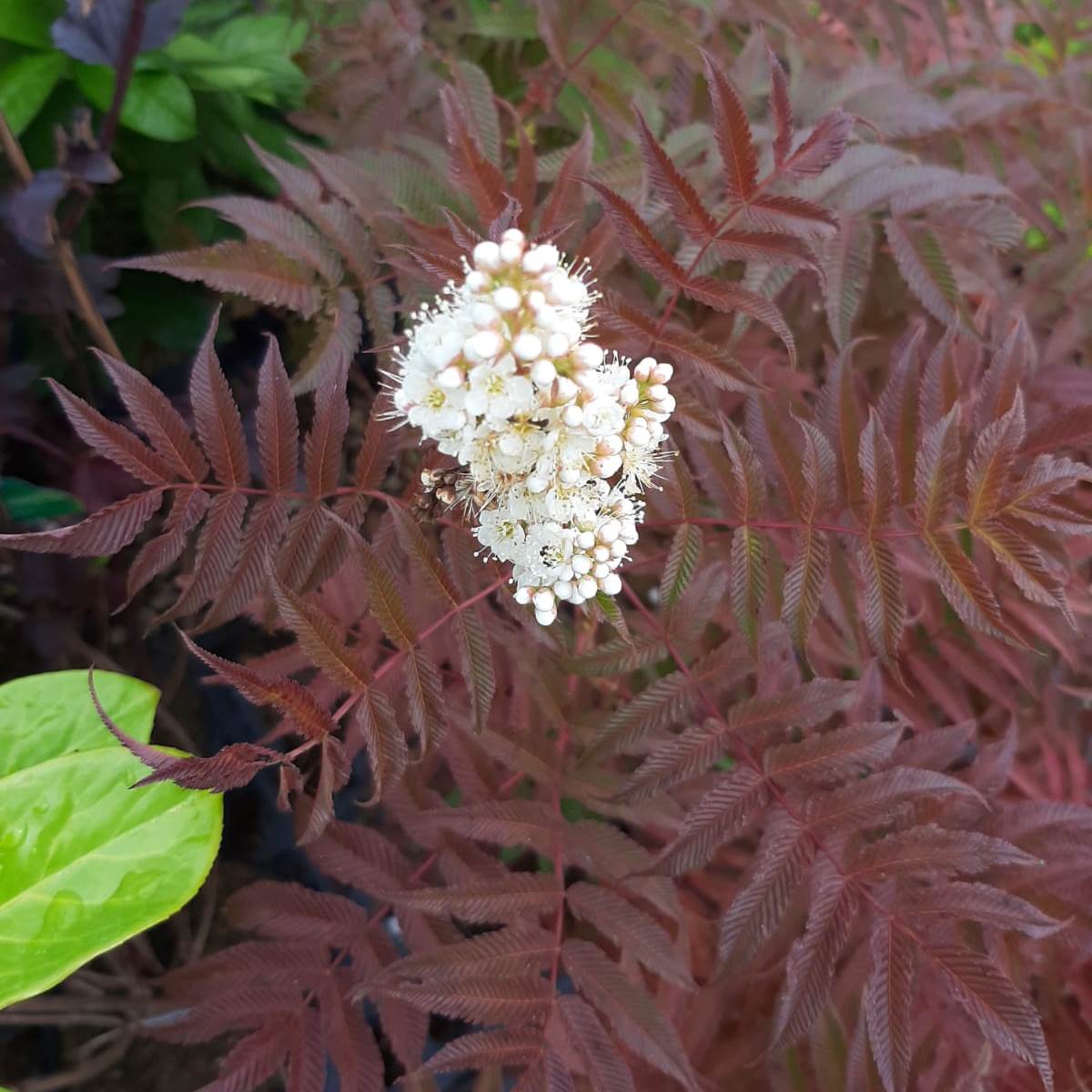 Fiederspiere Sem ® - Sorbaria sorbifolia