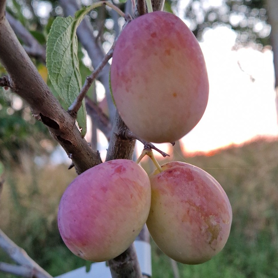 Aprikosen-Kirsche Aprikyra® - Prunus x Armeniaca