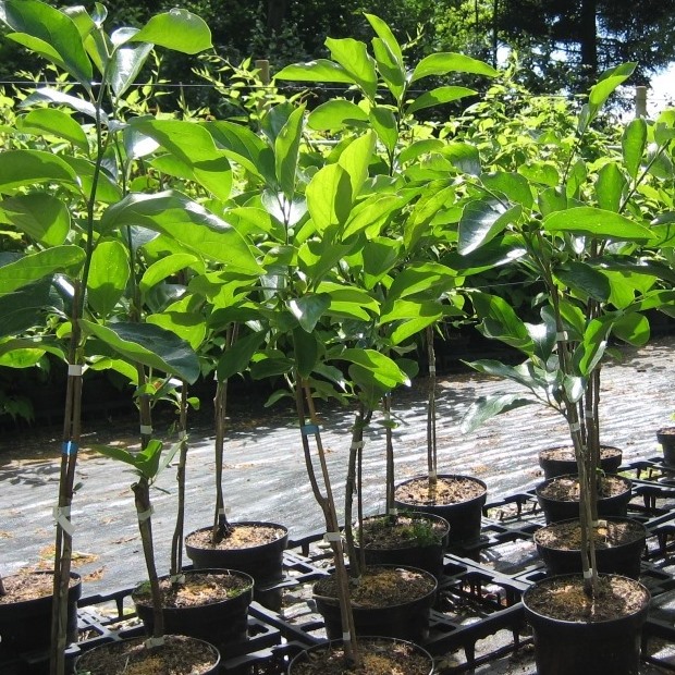Diospyros Kaki Rosseyanka veredelt tomatenähnliche Frucht ca. 40-60 cm im 1 Liter Topf