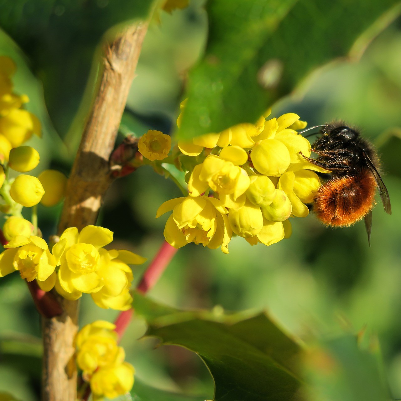 Sauerdorn Essigbeere gewöhnliche Berberitze - Berberis vulgaris