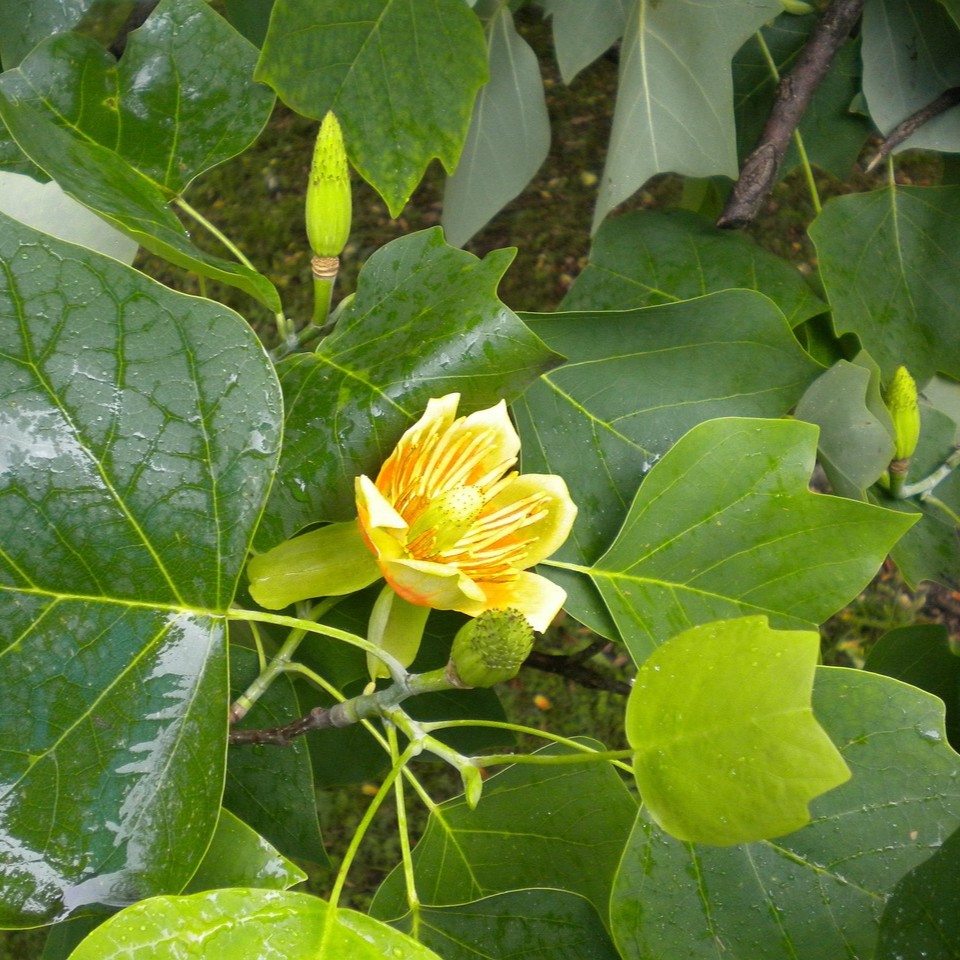 Tulpenbaum - Liriodendron tulipifera 3 Liter Topfballen