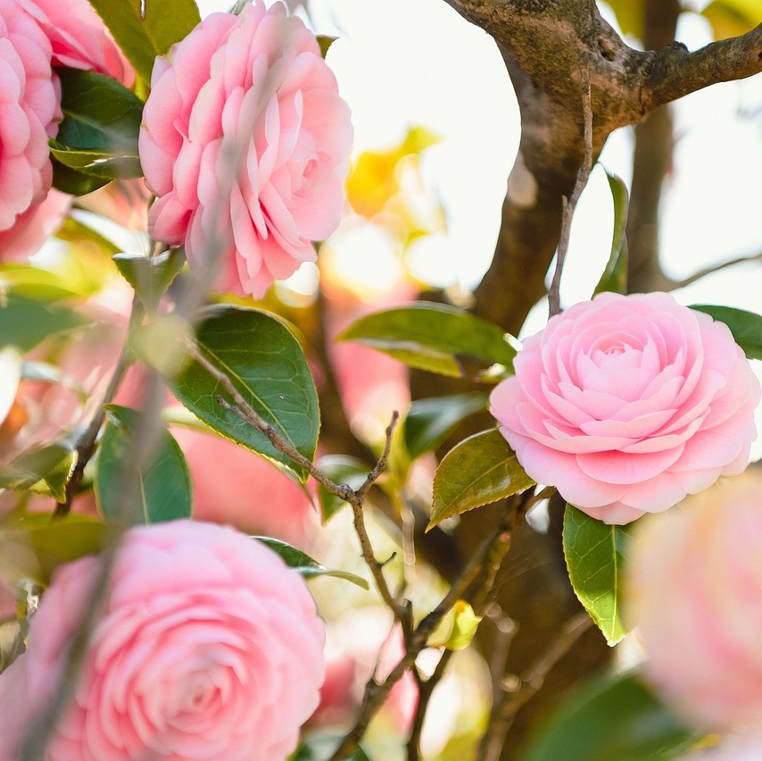 Japanische Kamelie Bonomiana - Camellia japonica 30-40 cm 3 Liter Topfballen