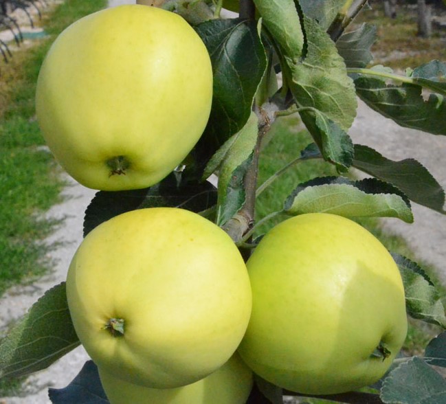 Weißer Klarapfel Sommerapfel