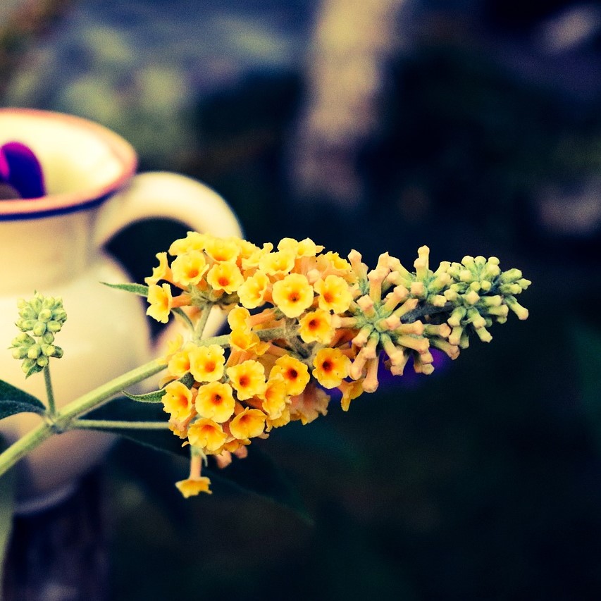 Buddleja weyeriana Sungold - Sommerflieder 3 Liter Topfballen