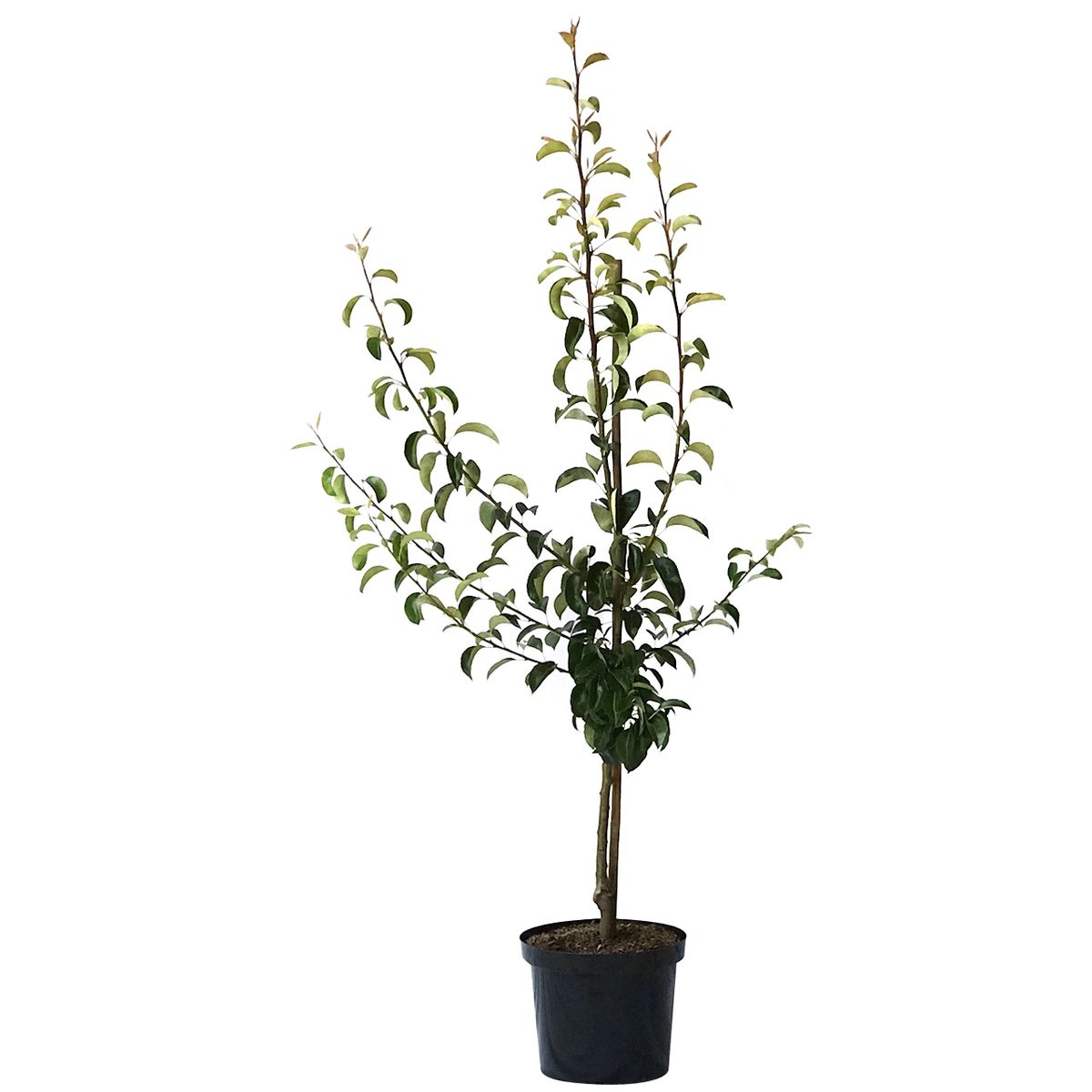 Gute Luise Herbstbirne Buschbaum 10L Topfballen Quitte A