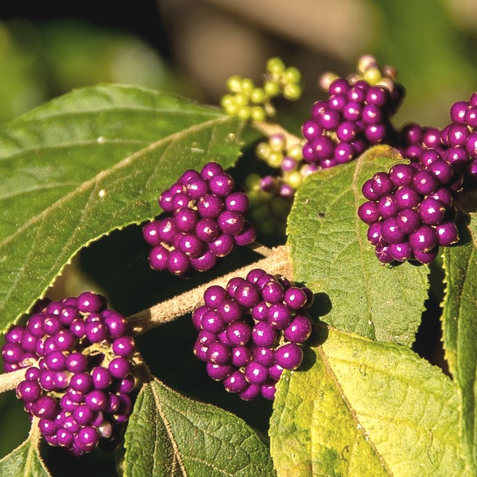 Liebesperlenstrauch Profusion - Callicarpa bodinieri