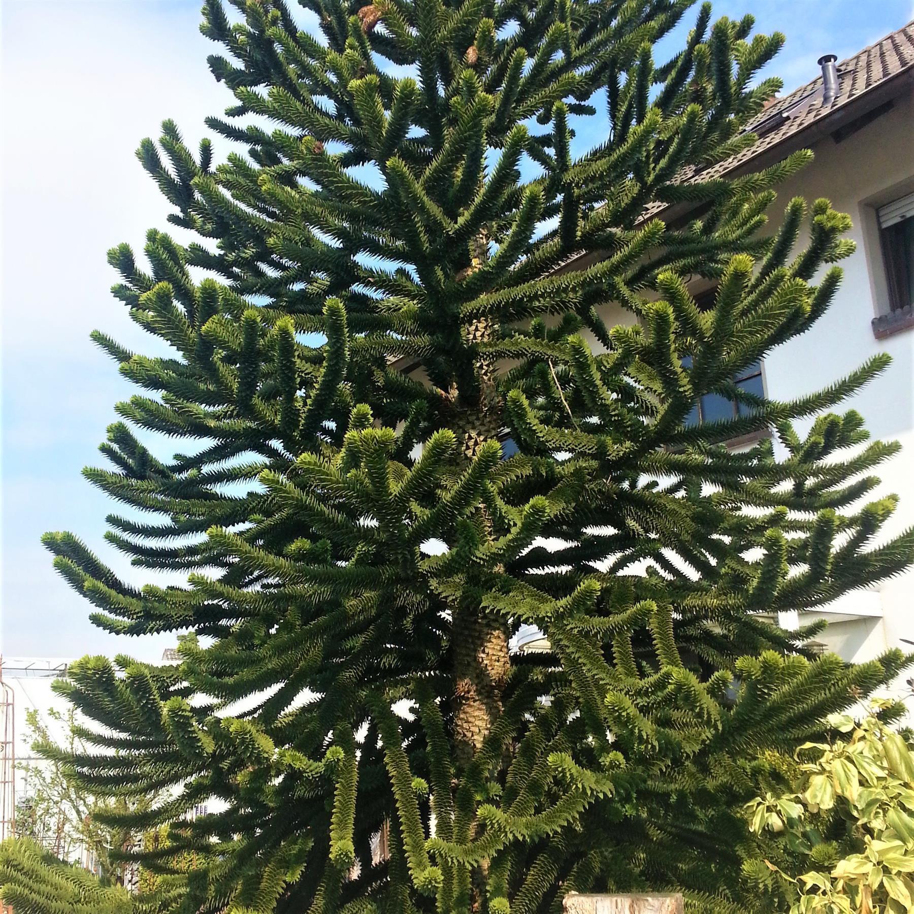 Chilenische Schmucktanne Andentanne Araucaria 0,5 Liter Topf unverzweigt