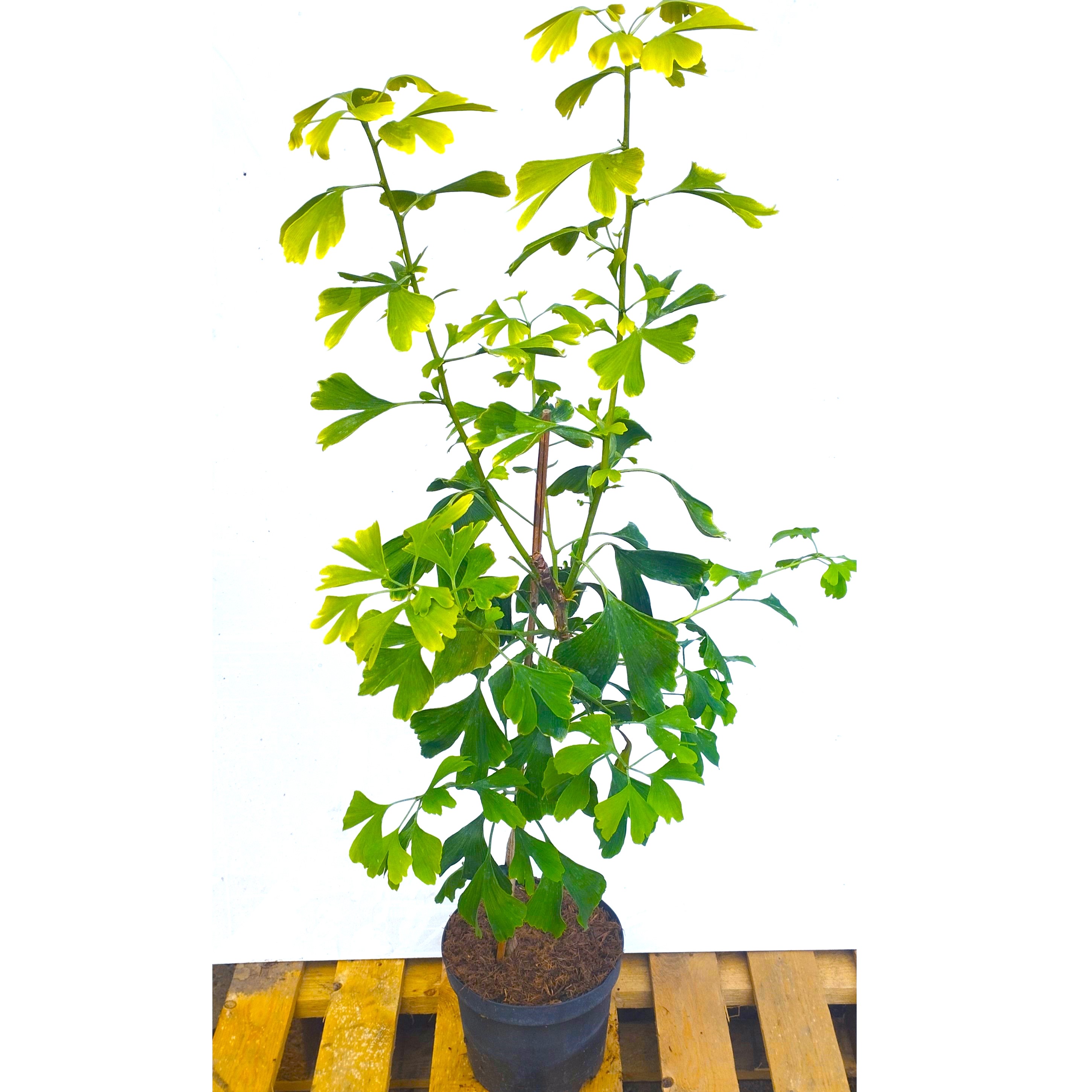 Ginkgo biloba Pflanze Baum - Fächerblattbaum 5 Liter Topf 120-150 cm