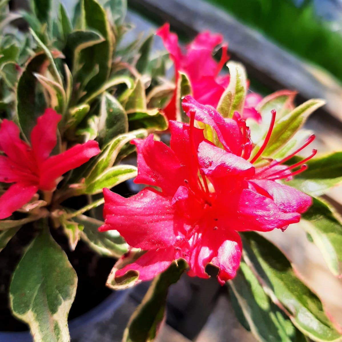 Japanische Azalee Silver Sword - Rhododendron obtusum  30-40 cm 3 Liter