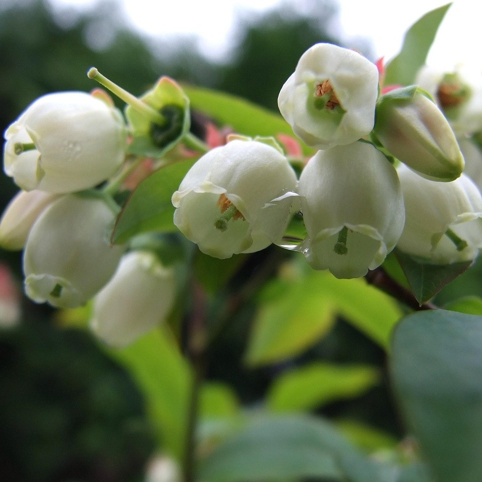 Heidelbeere Bluegold - Vaccinium corymbosum