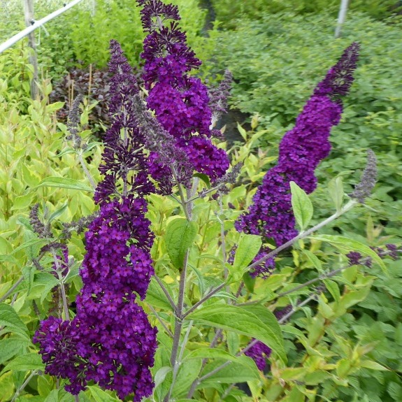 Sommerflieder Buddleja davidii Cardinal purpurrot blühend duftend ca. 60-100 cm im 3 Liter Topf