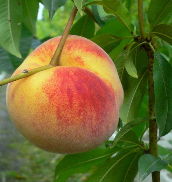 Weißfleischiger Pfirsich 'Anneliese Rudolph', sehr aromatisch.