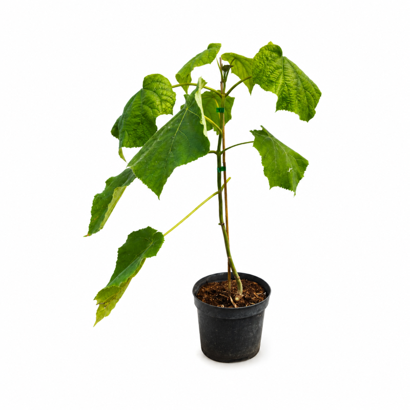 Blauglockenbaum Kiribaum - Paulownia tomentosa