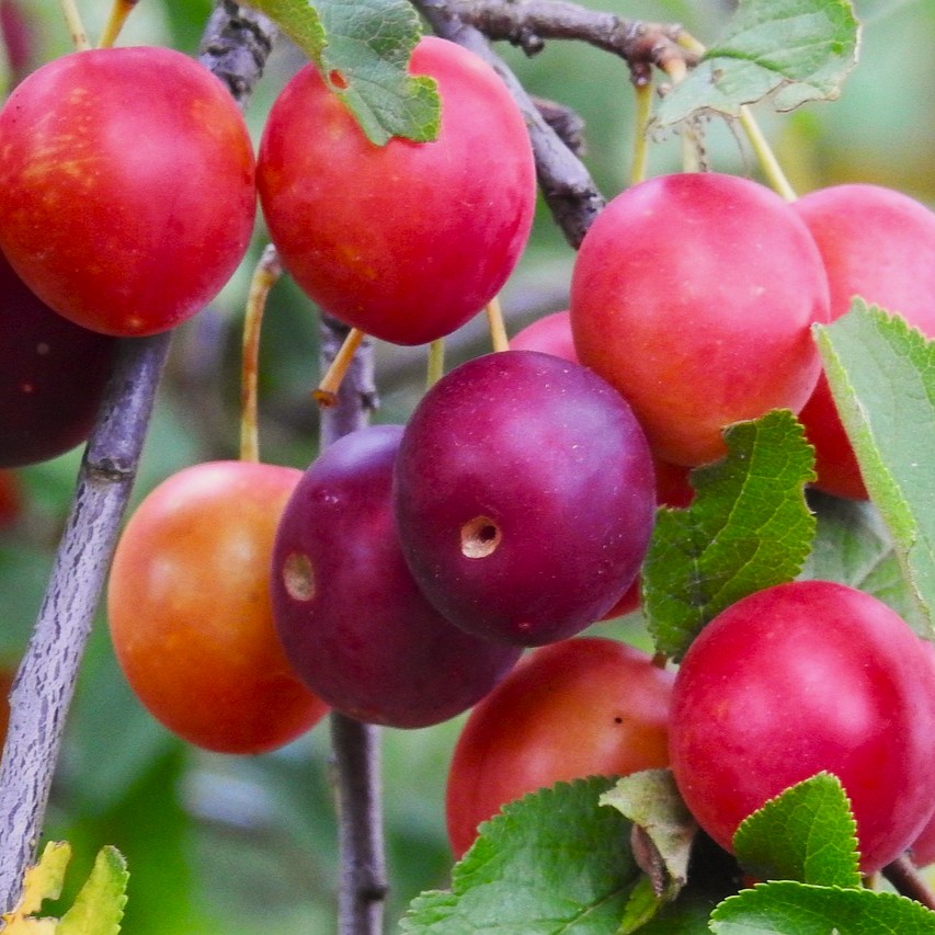 Aprikosen-Kirsche Aprikyra® - Prunus x Armeniaca