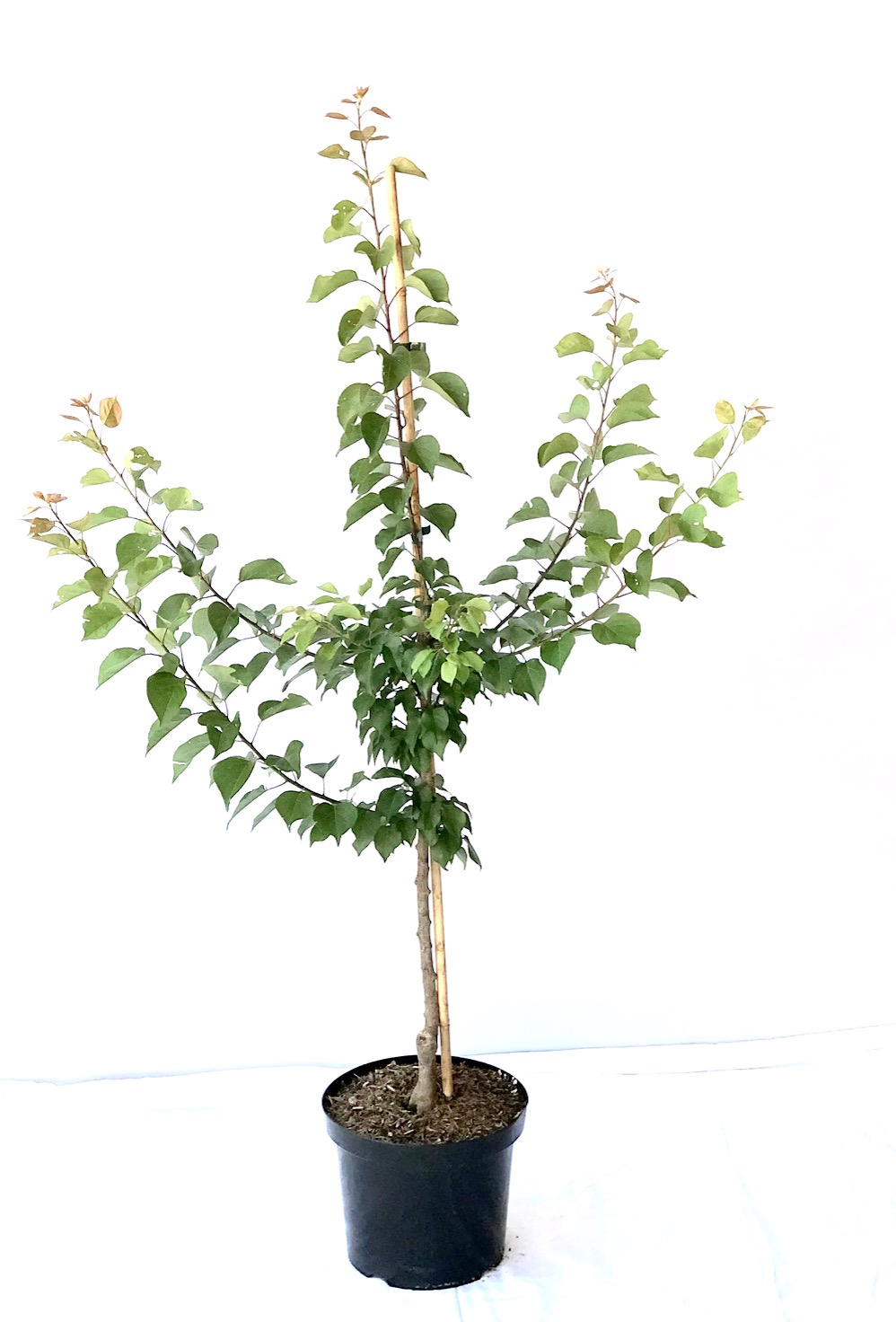 Papstaprikose Biricoccolo Aprikose