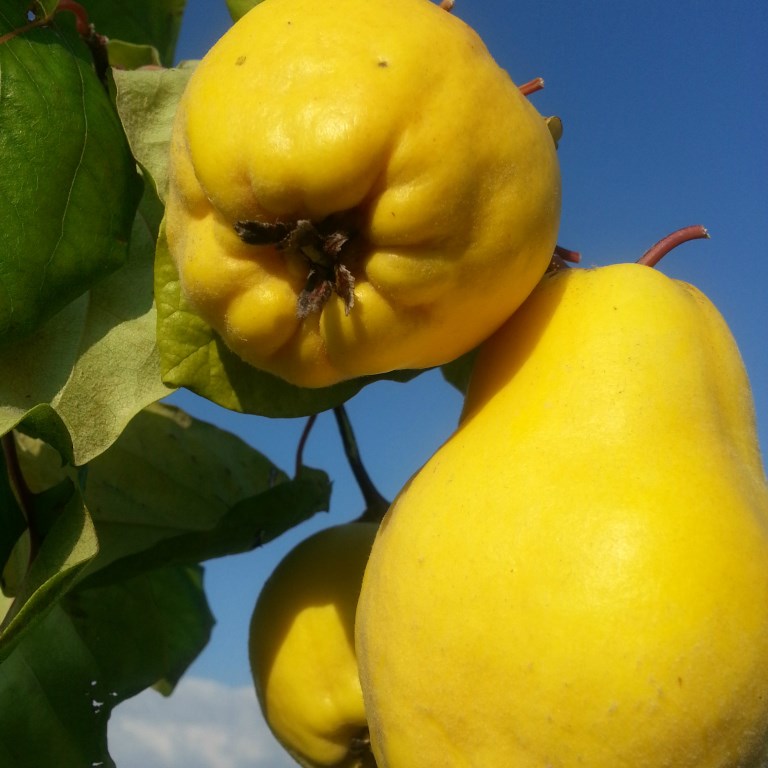 Portugiesische Birnenquitte Buschbaum Topfballen 10 Liter
