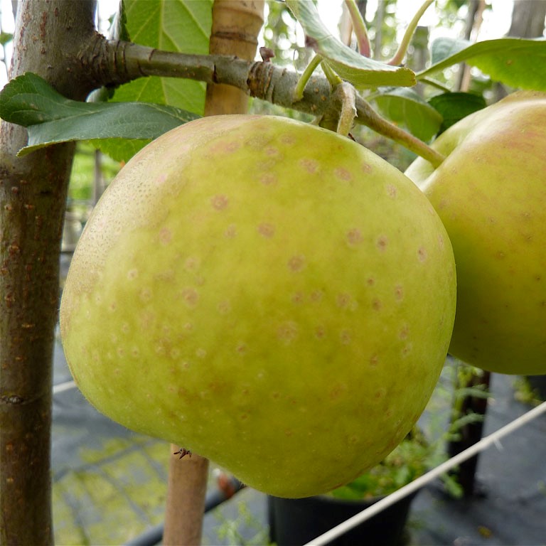 Signe Tillisch - Herbst-Winterapfel Buschbaum Topfballen M7