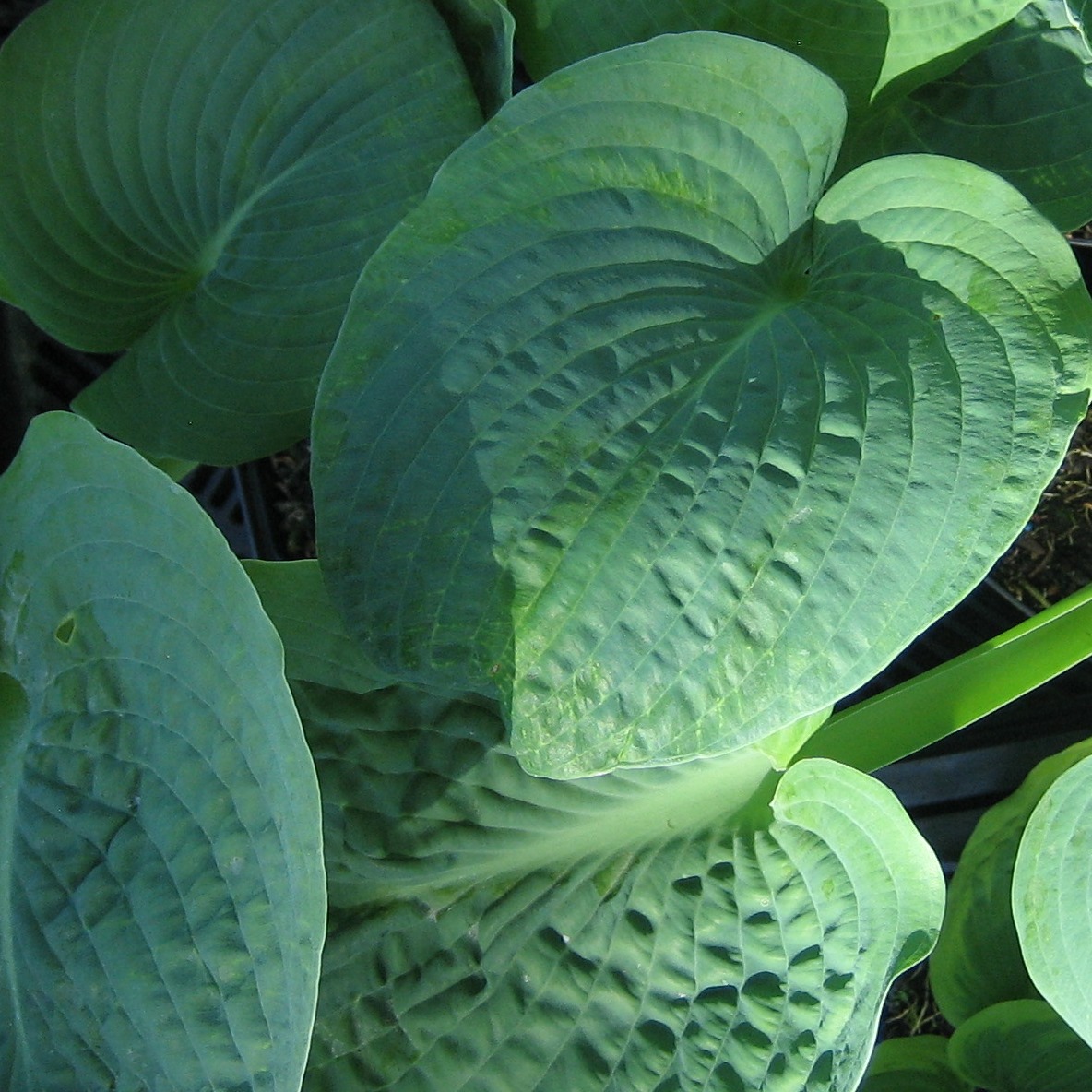 Funkie Hosta sieboldiana Elegans, weißlich violett blühend