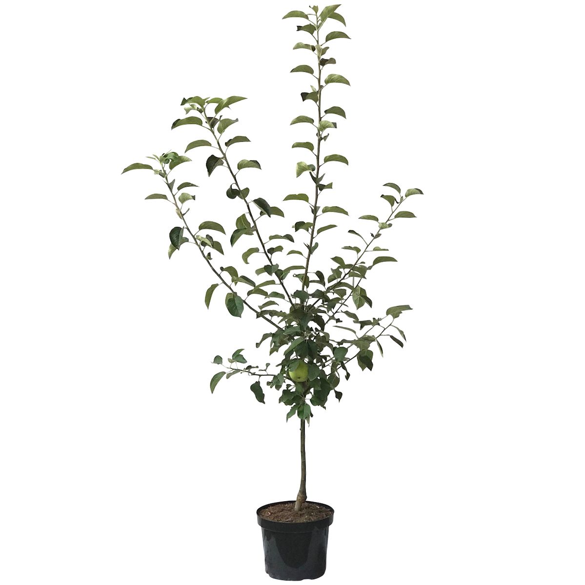 Johannes Böttner selbstfruchtbarer Winterapfel Buschbaum Topfballen M7