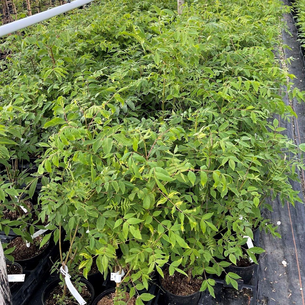 Bienenbaum - Euodia hupehensis