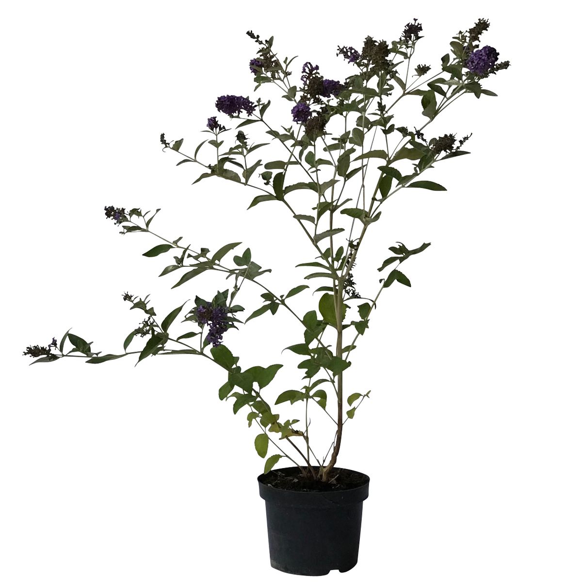 Zwerg Sommerflieder Buddleja davidii Blue Heaven ® blau lila blühend, ca. 30-60 cm im 3 Liter Topf