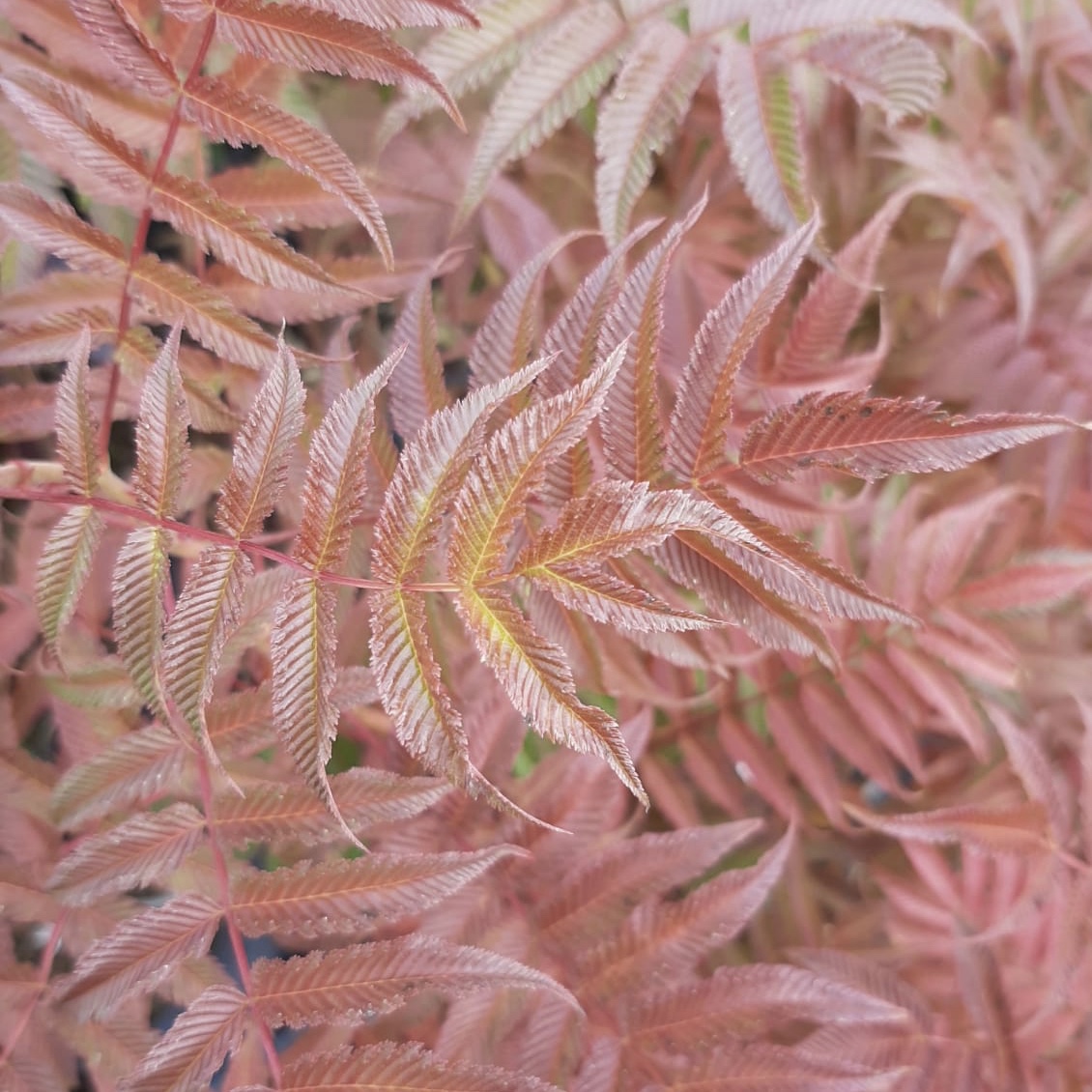 Fiederspiere Sem ® - Sorbaria sorbifolia