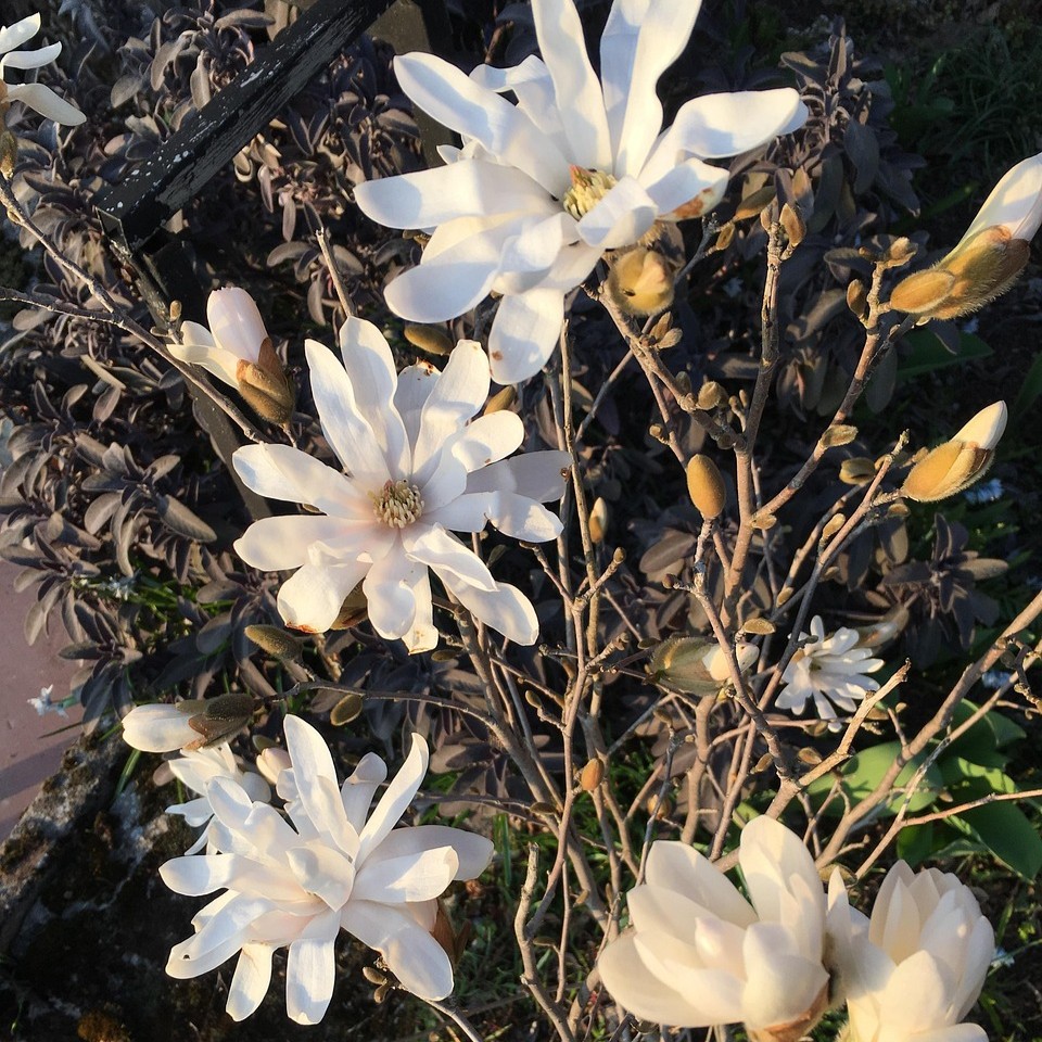 Sternmagnolie Royal Star - Magnolia stellata 5 Liter Topfballen 60-80 cm