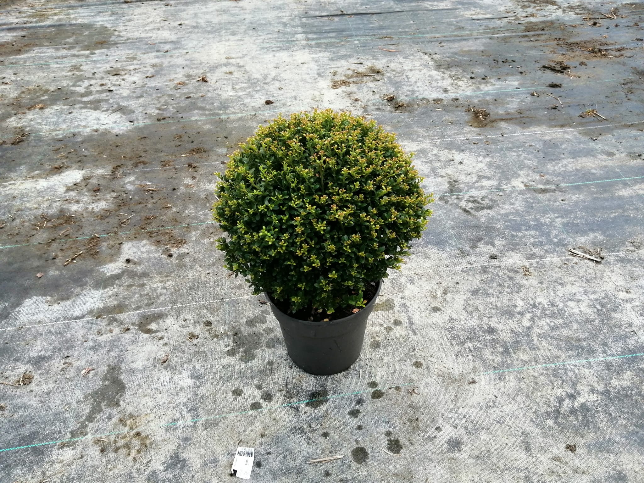 Japanische Stechpalme Kugel Formgehölz Glorie Dwarf Ilex crenata 20-30 cm