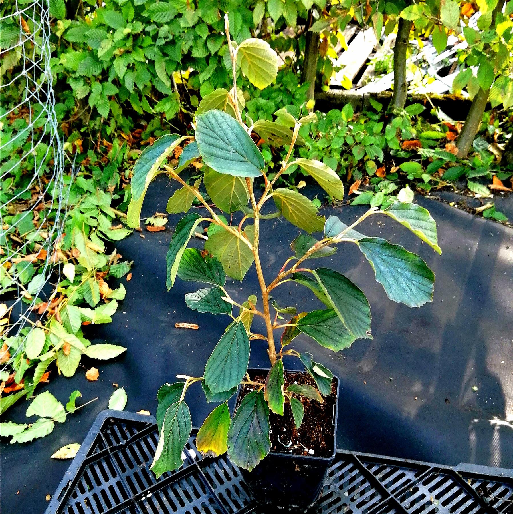 Gelbblühende Zaubernuss Arnold Promise Hamamelis 5 Liter Topfballen