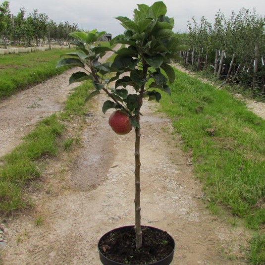 Zwergapfel Delgrina® - Terrassen oder Balkonobst
