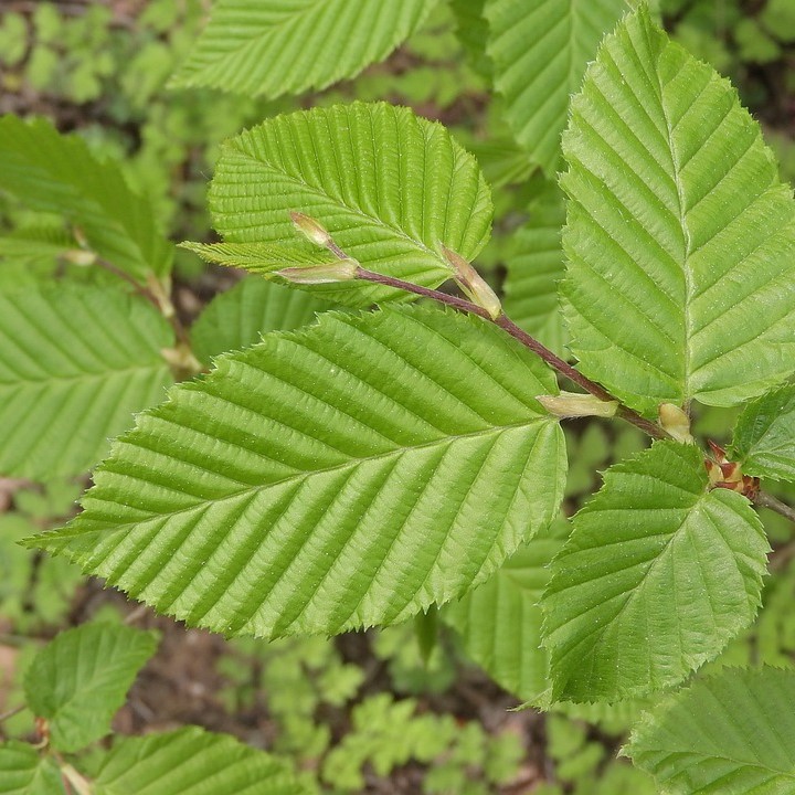 Hainbuche - Carpinus betulus 5 Liter Topfballen
