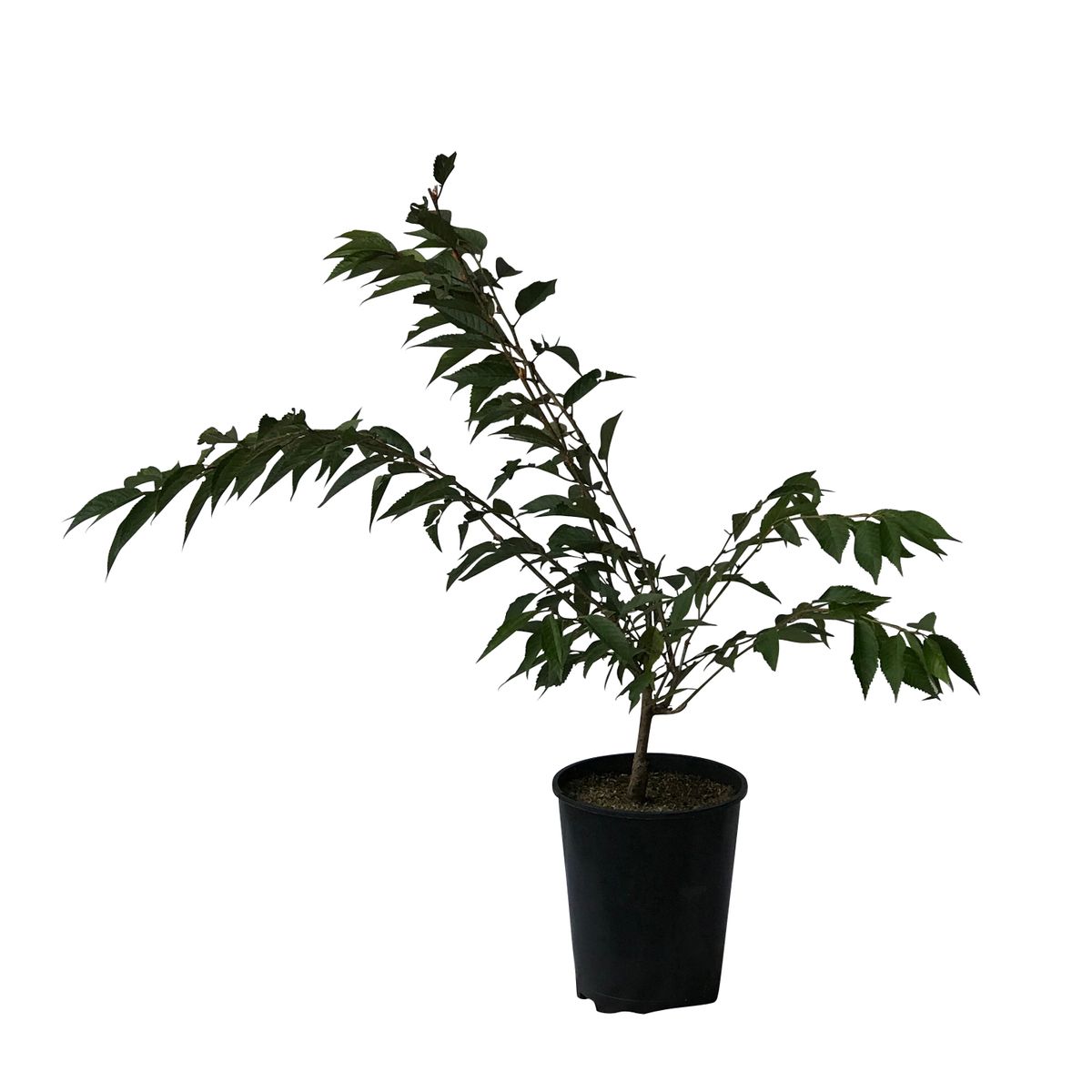 Rosablühende Winterkirsche Prunus subhirtella Autumnnalis  zartrosa Blüte 60-100 cm im 5 Liter Topf