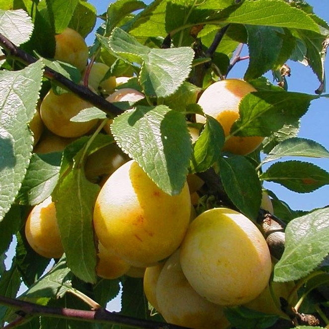 Mirabelle von Pillnitz - Mirabellenbaum Buschbaum  Myrobalane 9 L Topfballen