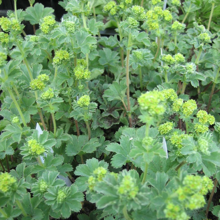 Kleiner Frauenmantel - Alchemilla erythropoda