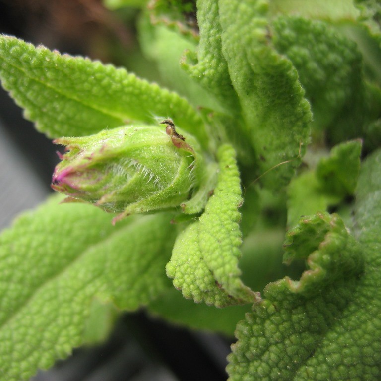 Salbei Ostfriesland - Salvia nemorosa