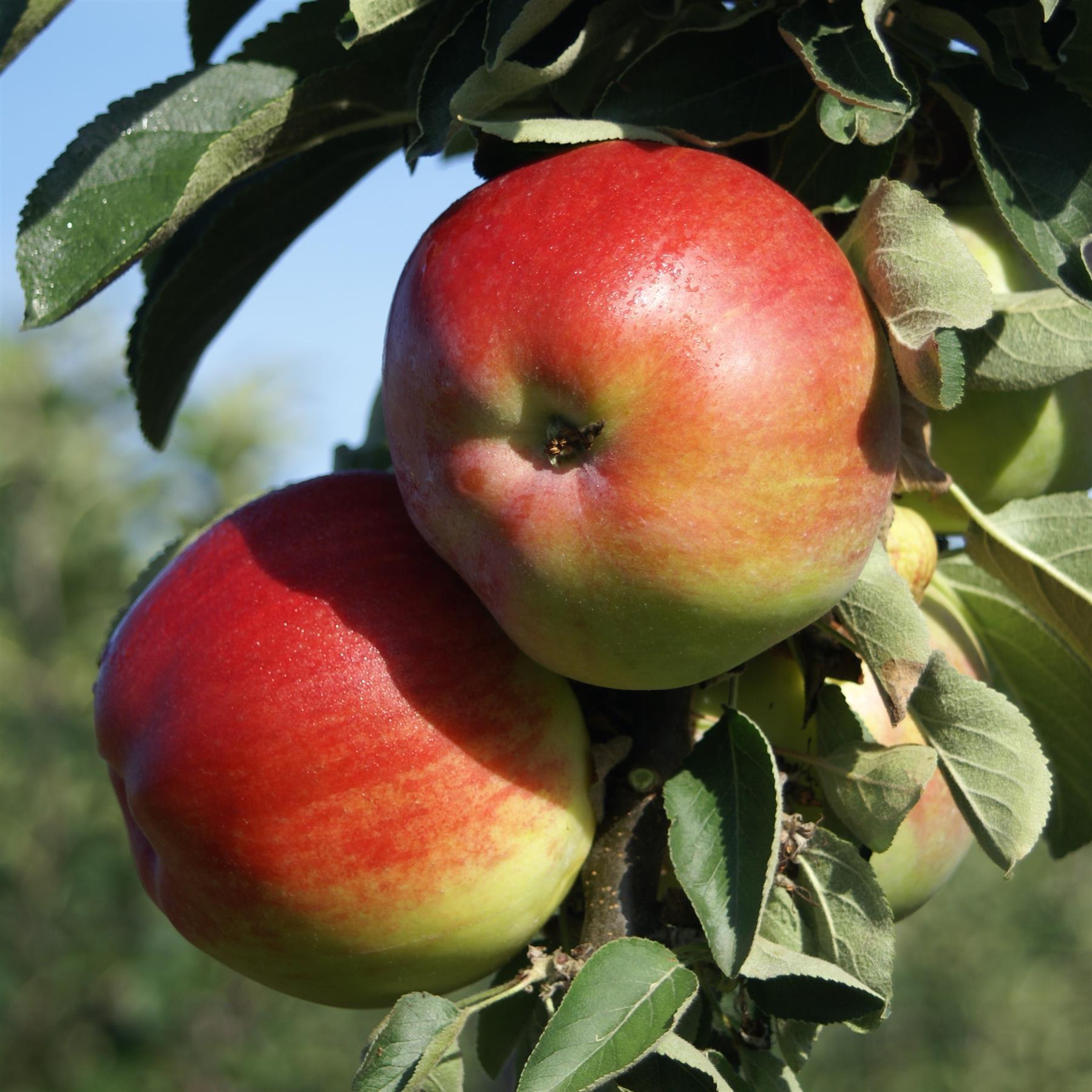Säulenapfel 1a-plant Finn (S)  zweijährig 80-120 cm 7,5 LTopfballen