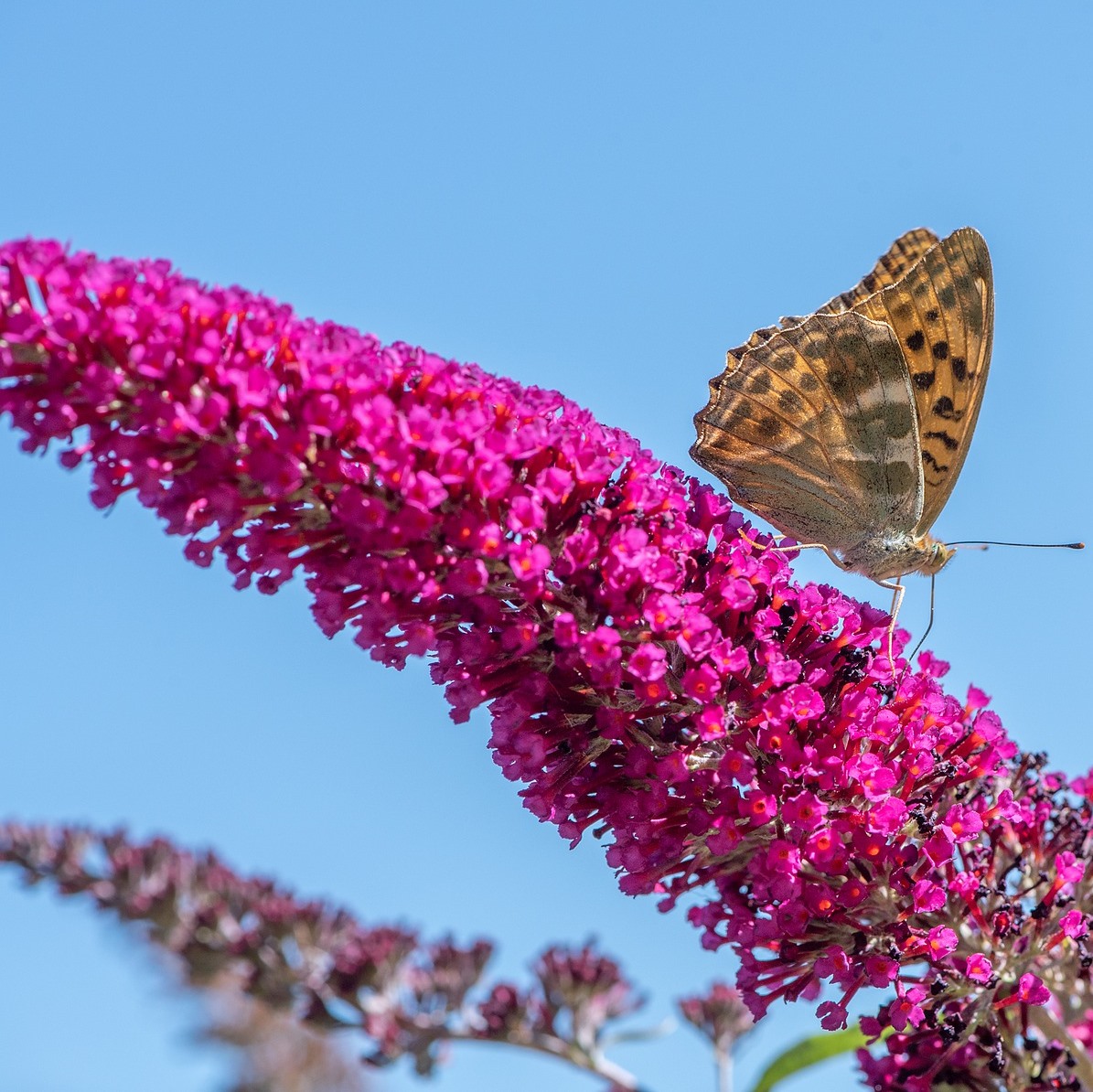 Sommerflieder Fascination
