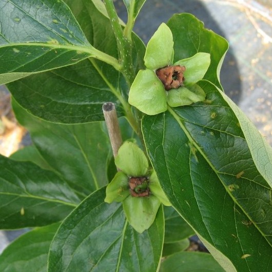 Diospyros Kaki Rosseyanka veredelt tomatenähnliche Frucht ca. 40-60 cm im 1 Liter Topf