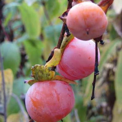 Diospyros Kaki Rosseyanka veredelt tomatenähnliche Frucht ca. 40-60 cm im 1 Liter Topf