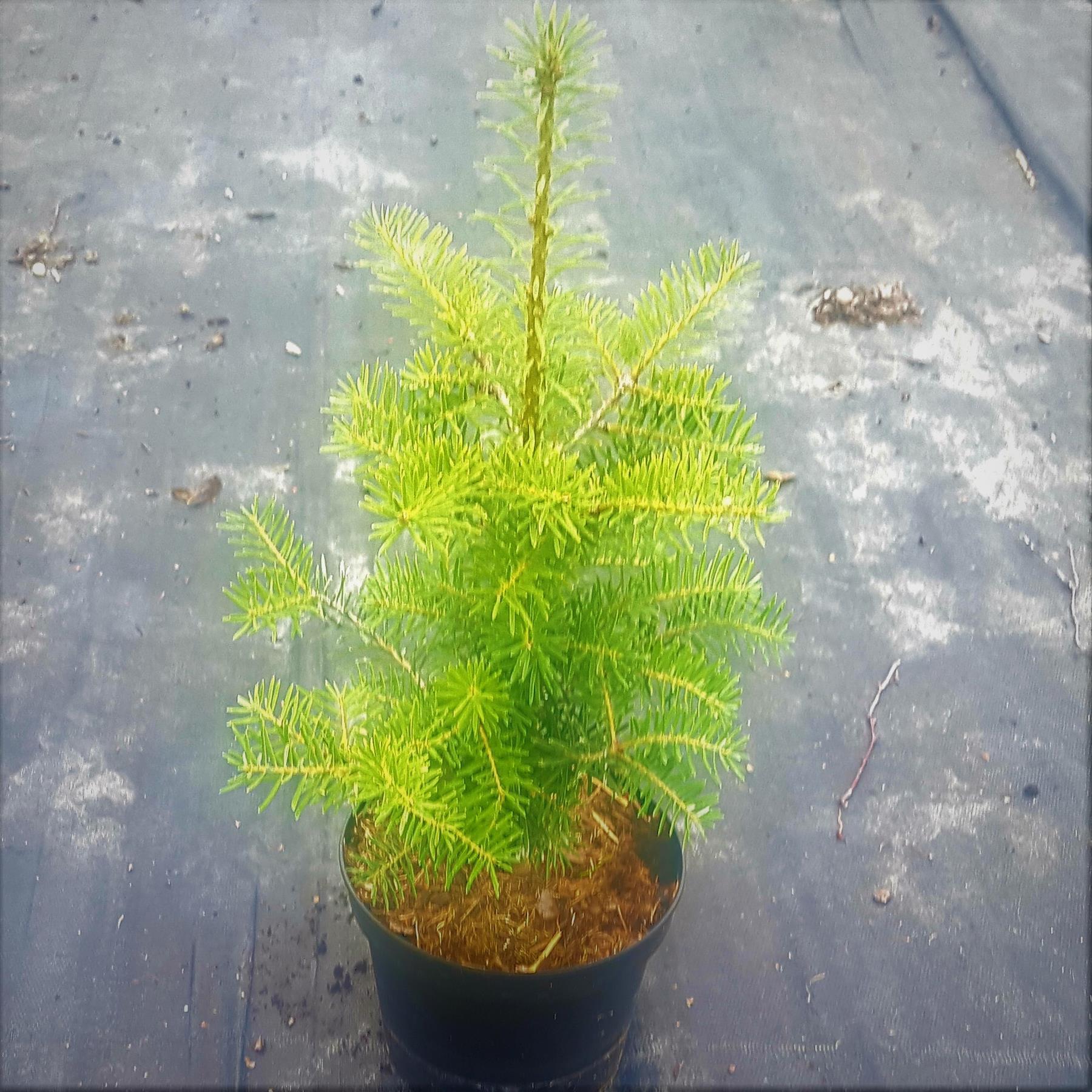 Koreatanne - Abies koreana Korea-Tanne 0,5 Liter 20-30 cm -P9-