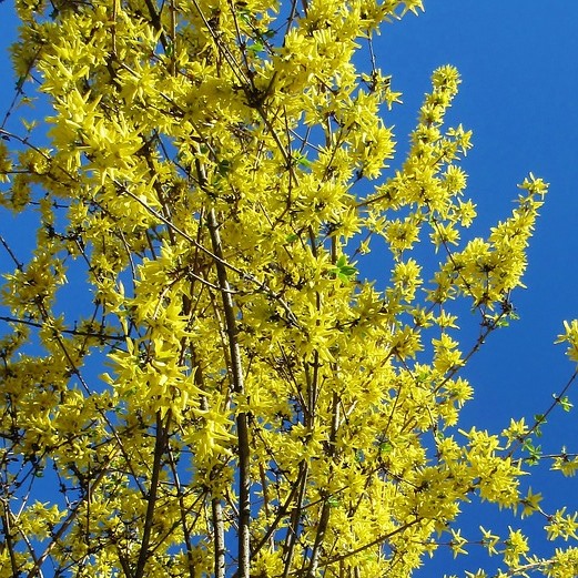 Goldglöckchenstrauch Lynwood - Forsythie