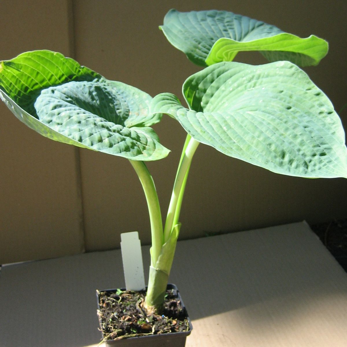 Funkie Hosta sieboldiana Elegans, weißlich violett blühend