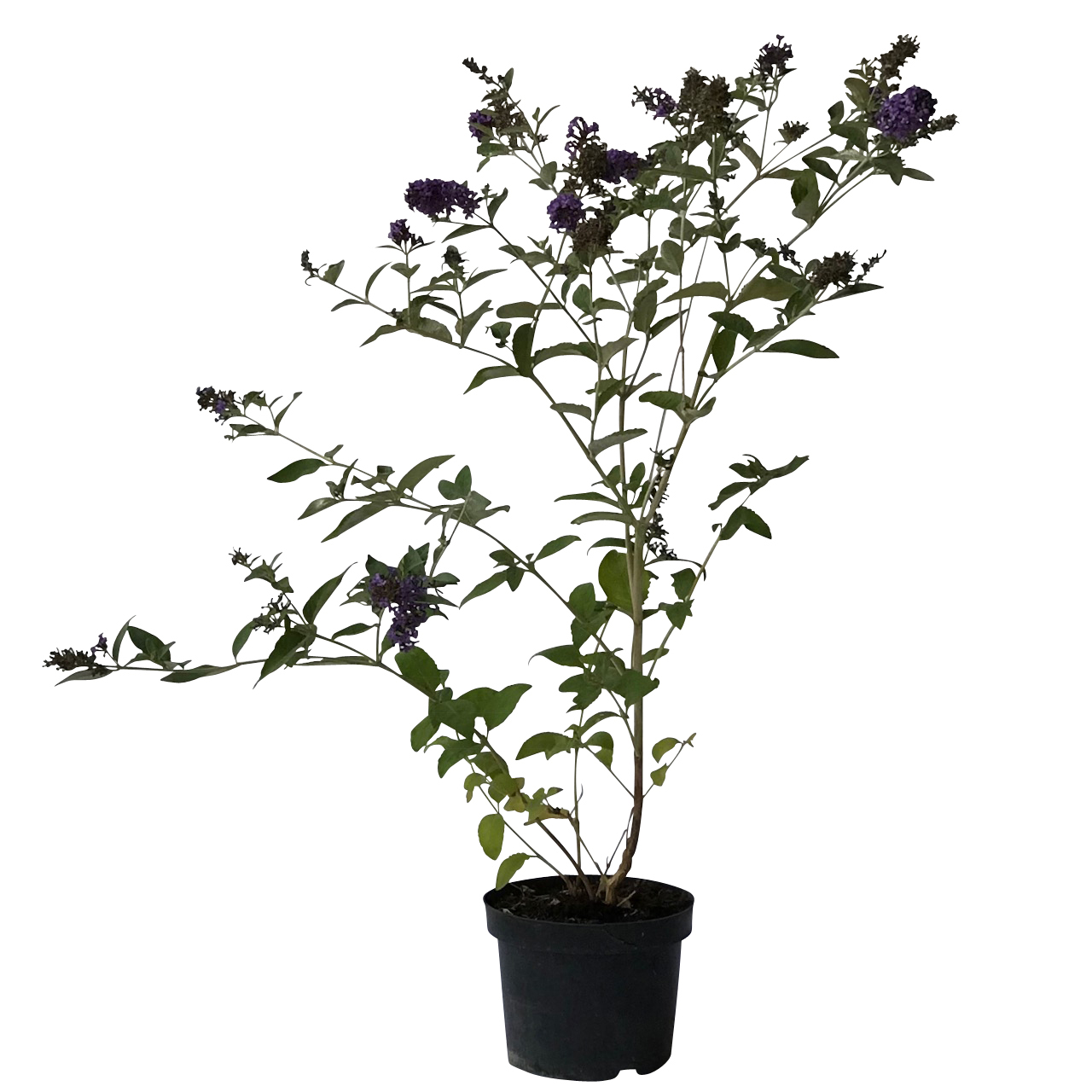 Sommerflieder Nanho Blue - Buddleja davidii