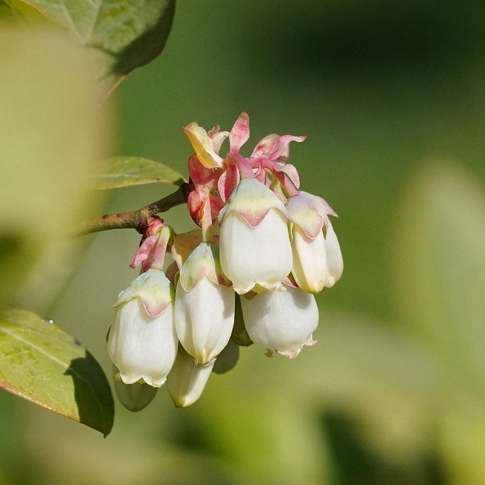 Heidelbeere Bluegold - Vaccinium corymbosum