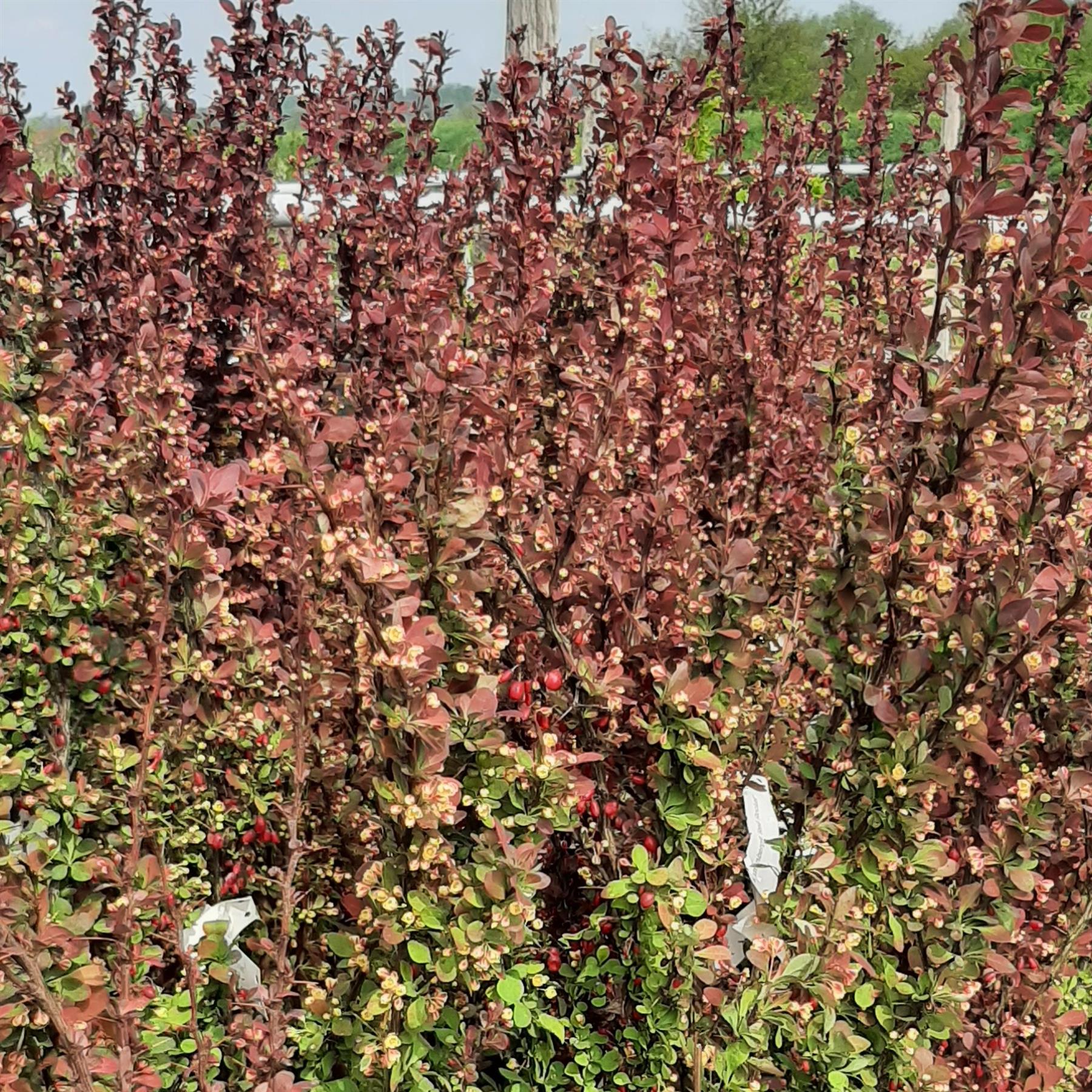 Blutberberitze Berberis thunbergii 'Red Rocket'