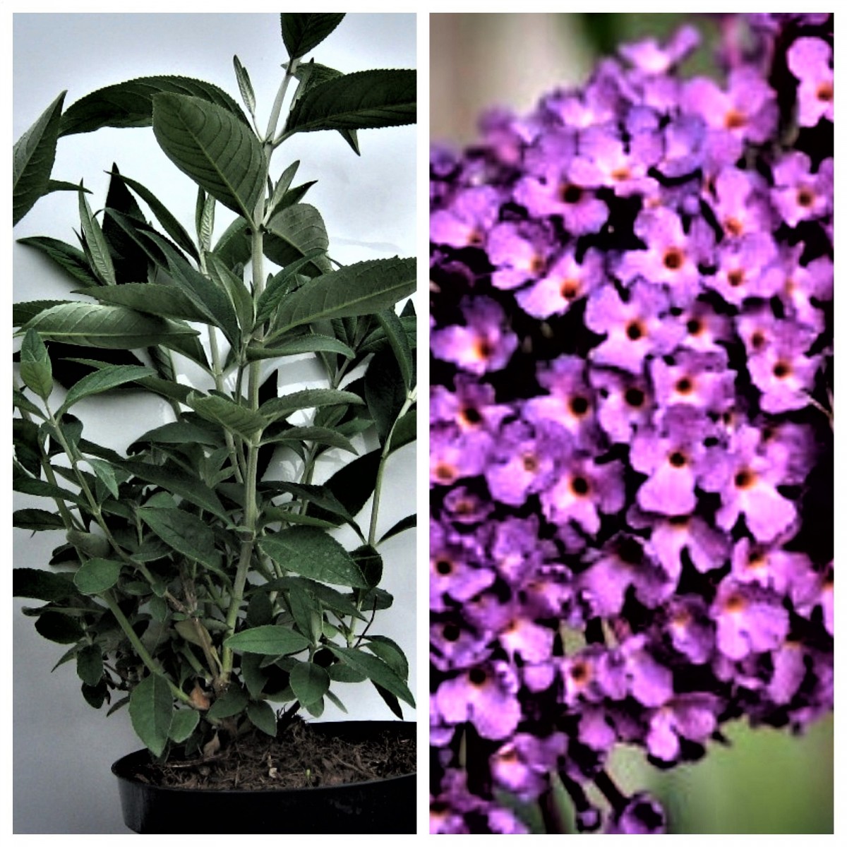 Sommerflieder Nanho Purple rot-violett blühend duftend 40 - 60 cm Buddleja davidii im 2-3 Liter Topf