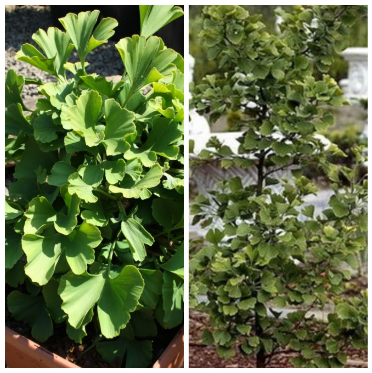 Ginkgo biloba Pflanze Baum - Fächerblattbaum 5 Liter Topf 120-150 cm