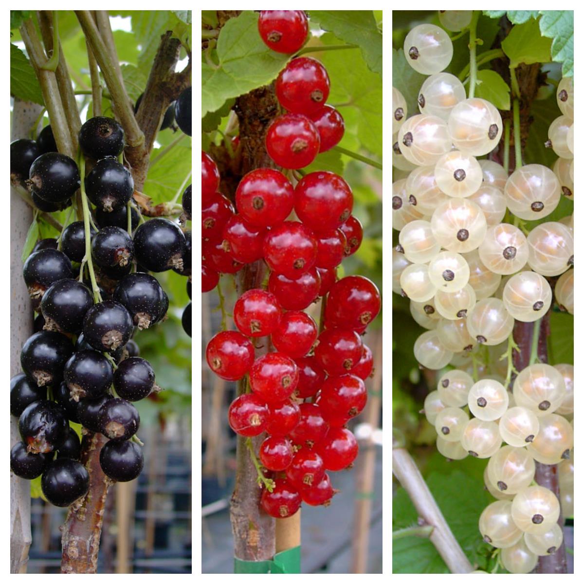 Die Früchte der beliebten Johannisbeersorten Titania (schwarz), Rolan (rot) und Weiße Versailler (Weiß).